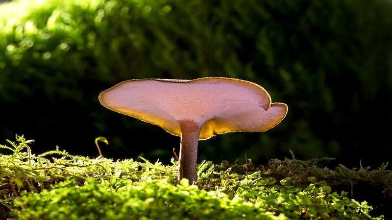 reishi gomba